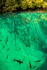 Vivid colors spring water of Kitch-iti-kipi, the Big Spring at Palms Book State Park in Michigan upper peninsula