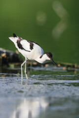 Close-up photo of a rare wader with a long thin beak curved upwards. Critically endangered species in natural environment. Czech Republic. Pied Avocet, Recurvirostra avosetta.