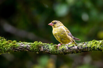 Wild life in United Kingdom