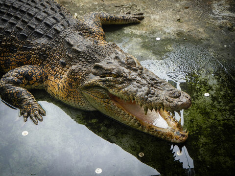 Crocodiles head with opened mouth