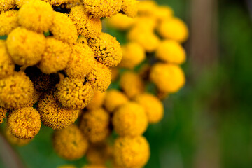 Close up of yellow tansy flowers  growing in nature.