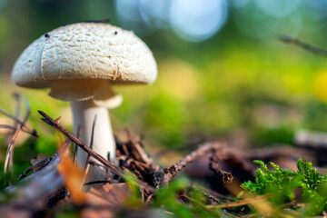 White Fly Agaric growing in the forest on bright sunny day.