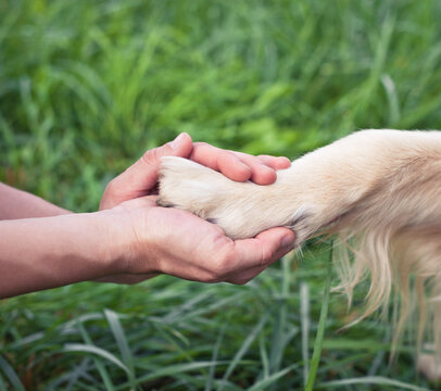 Hands holding a paw gog