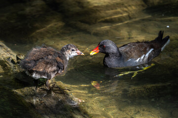 Common moorhen Gallinula chloropus also known as the waterhen or swamp chicken