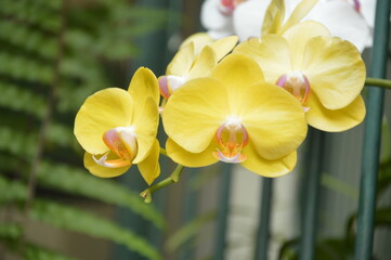 yellow and white orchid