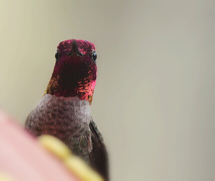 playful Hummingbird looking 