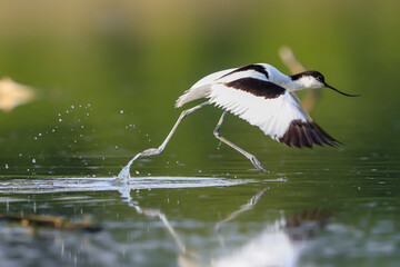 Close-up photo of a rare wader with a long thin beak curved upwards. Critically endangered species in natural environment. Czech Republic. Pied Avocet, Recurvirostra avosetta.