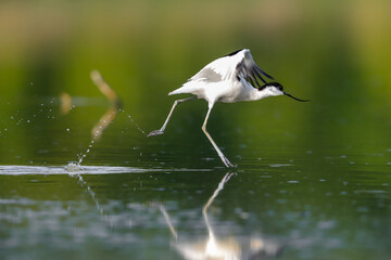 Close-up photo of a rare wader with a long thin beak curved upwards. Critically endangered species in natural environment. Czech Republic. Pied Avocet, Recurvirostra avosetta.