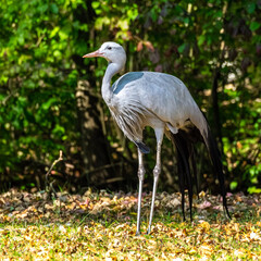 The Blue Crane, Grus paradisea, is an endangered bird