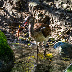 Glossy ibis, Plegadis falcinellus eating a fish