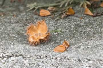 Bucheckern - Buchensamen