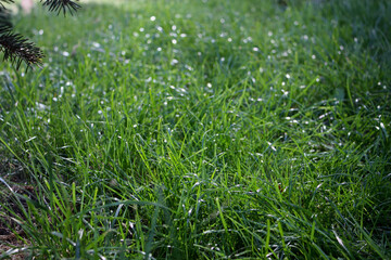 Shiny green grass lawn background under the evening autumn sun. Evergreen branches