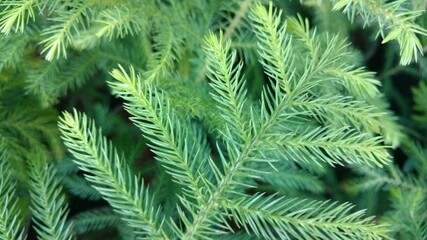 close up of green pine xmas leaf