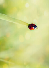 ladybug on green grass