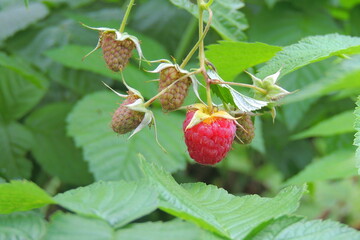 ripe raspberries on the bush