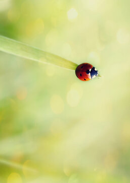 ladybug on green grass