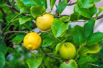 lemon tree with fruits