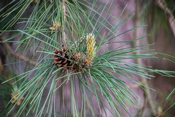 Naklejka na ściany i meble Green branch of the pine tree close up