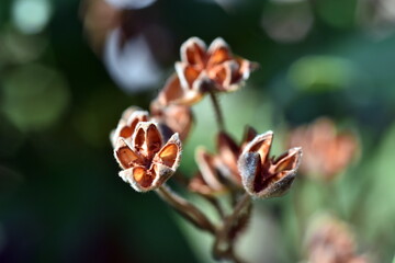 Nahaufnahme einer verblühten lorbeerblättrigen zistrose