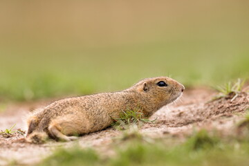 Detailed photo of a European ground squirrel, also known as the European souslik, at natural habitat. Spermophilus citellus