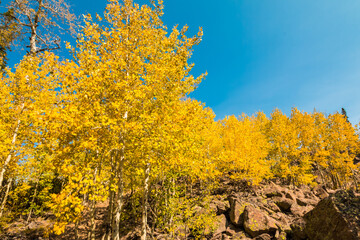 Yellow Quaking Aspen Trees Near Piles of Rhyolitic Tuff Boulders,Alpine Pond Trail,Cedar Breaks National Monument,Utah,USA