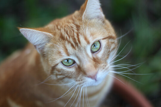 Portrait of Orange Tabby Cat