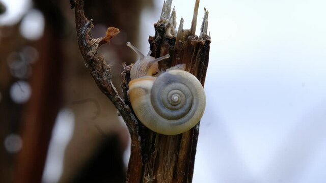 Gros plan de l&rsquo;escargot 