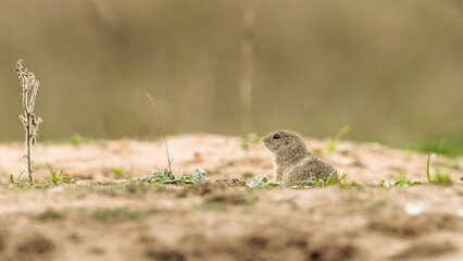 Detailed photo of a European ground squirrel, also known as the European souslik, at natural habitat. Spermophilus citellus