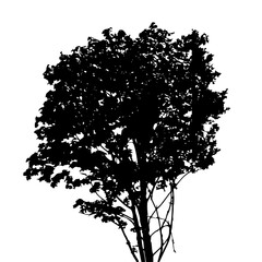 Fototapeta premium Tree Silhouette Isolated on White Backgorund. Vecrtor Illustration