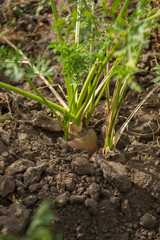 carrots in your own garden