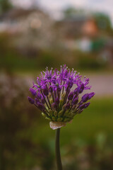flower in the spring