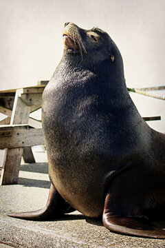 Sea Lion putting on a show for people passing by.