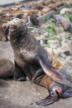 Sea lion on the rocks