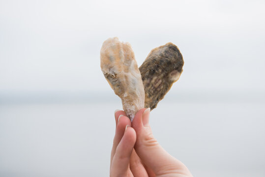 Hands holding oyster shells in the shape of a heart