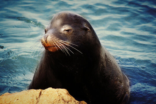 Sea Lion in the Ocean resting on a rock