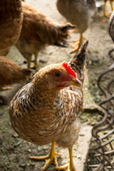 chickens in the fence