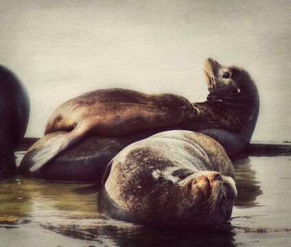 A family of Seals the Mommy, Daddy and Baby