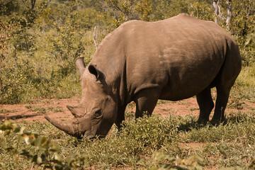 Obraz premium Rhinocéros en Zambie