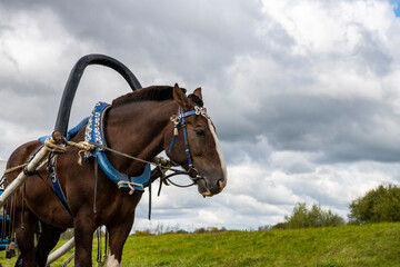 brown horse harnessed with a vintage carriage against the backdrop of a stormy sky