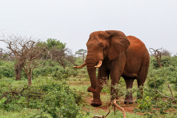 Fototapeta na wymiar Elephant bull in must walking in Zimanga Game Reserve in Kwa Zulu Natal in South Africa