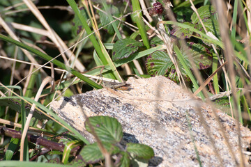 Grasshopper sitting on a rock in Cornwall insect resting sunny hot grass hopper
