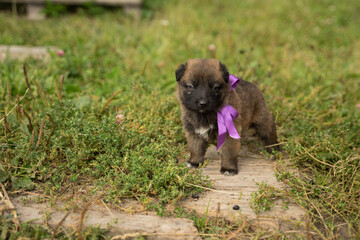 little puppy with a lilac bow