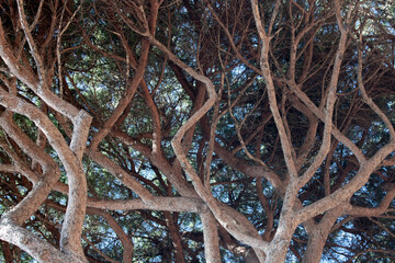 Tree branches background, copy space texture background