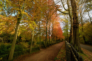 Park path with colorful trees in autumns