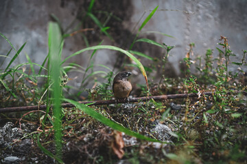 Little bird learn how to fly