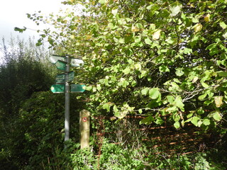 signpost in the forest