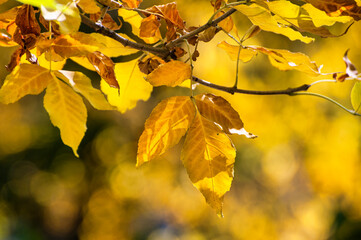 yellow autumn leaves
