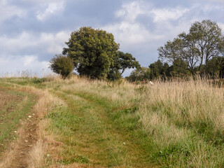 Fototapeta premium tree on a hill
