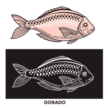 Dorado Fish Illustration with detail stroke and line style