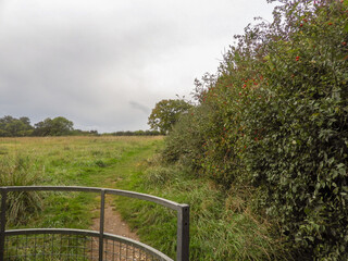 Fototapeta premium Walk in the Chilterns